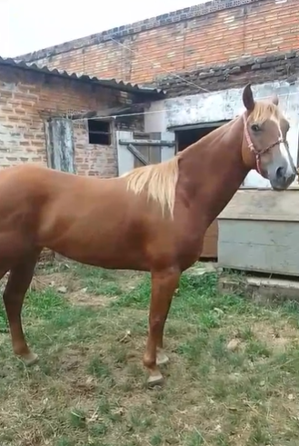 D.S.F - Mestiço 15/16